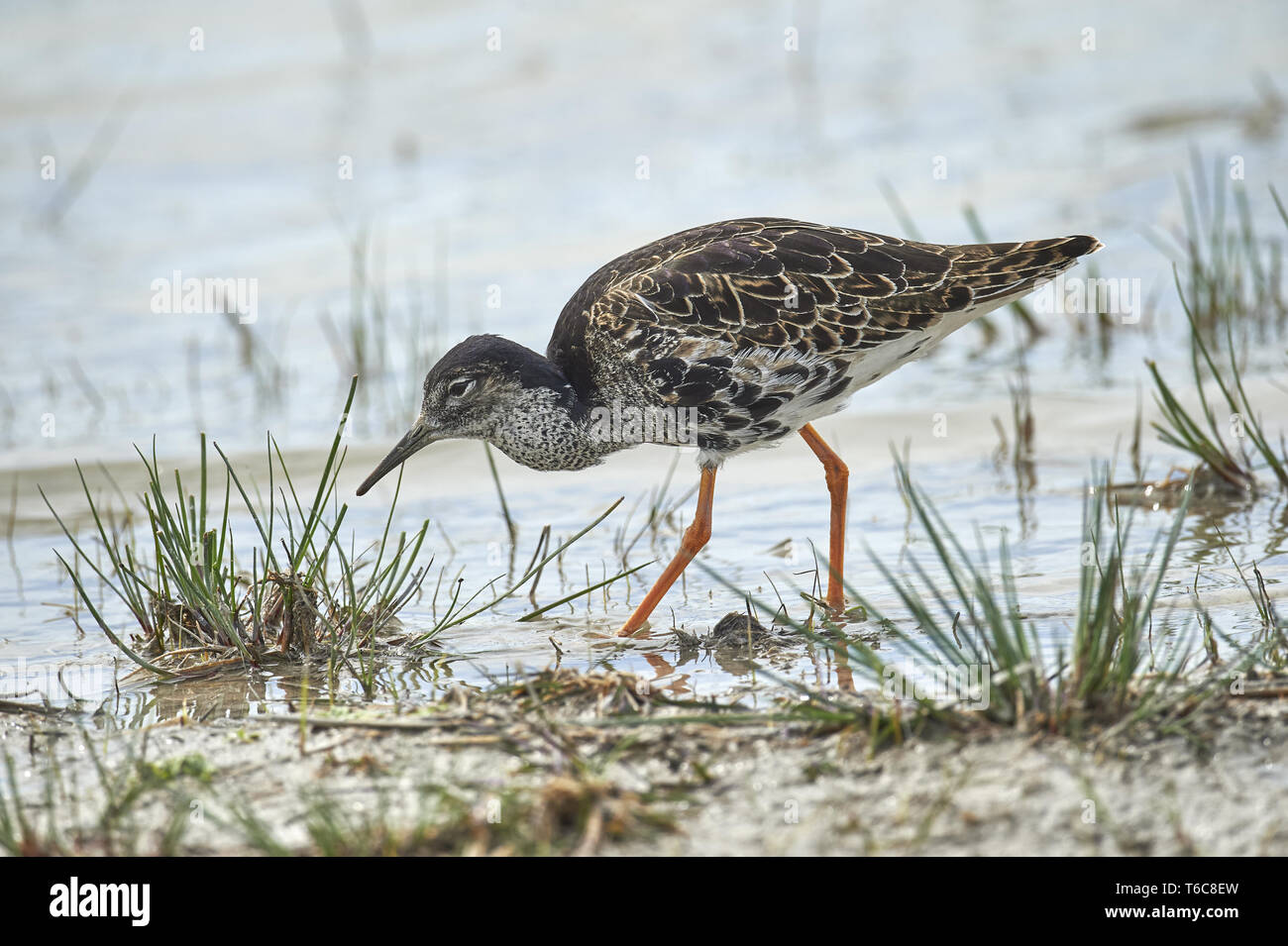 Ruffs birds hi-res stock photography and images - Alamy