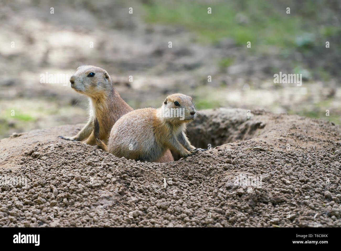 Watchful prairie dogs in front of their hole Stock Photo