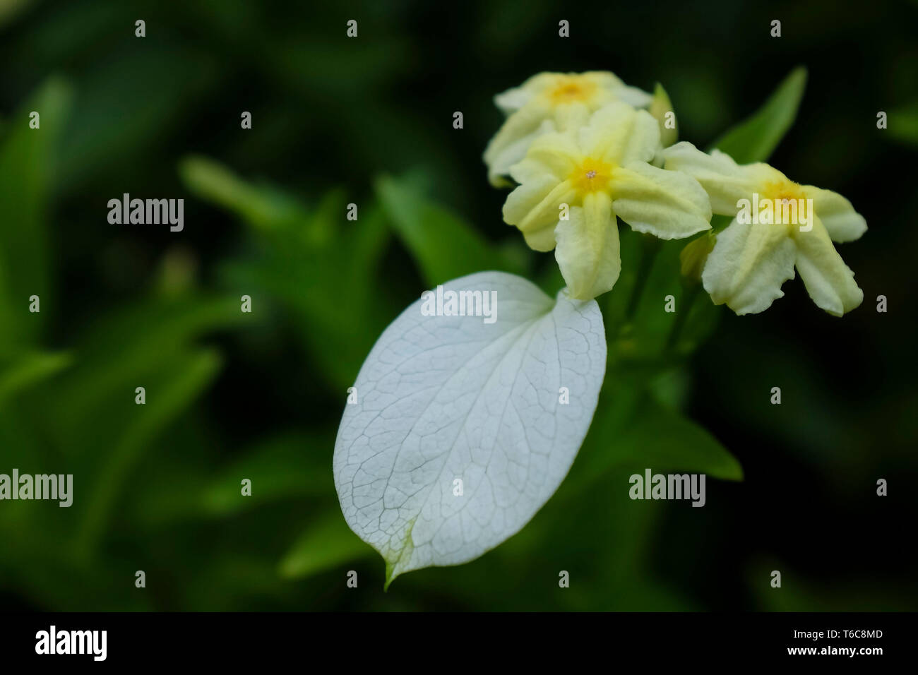 Mussaenda philippica 'Aurorae'. Stock Photo