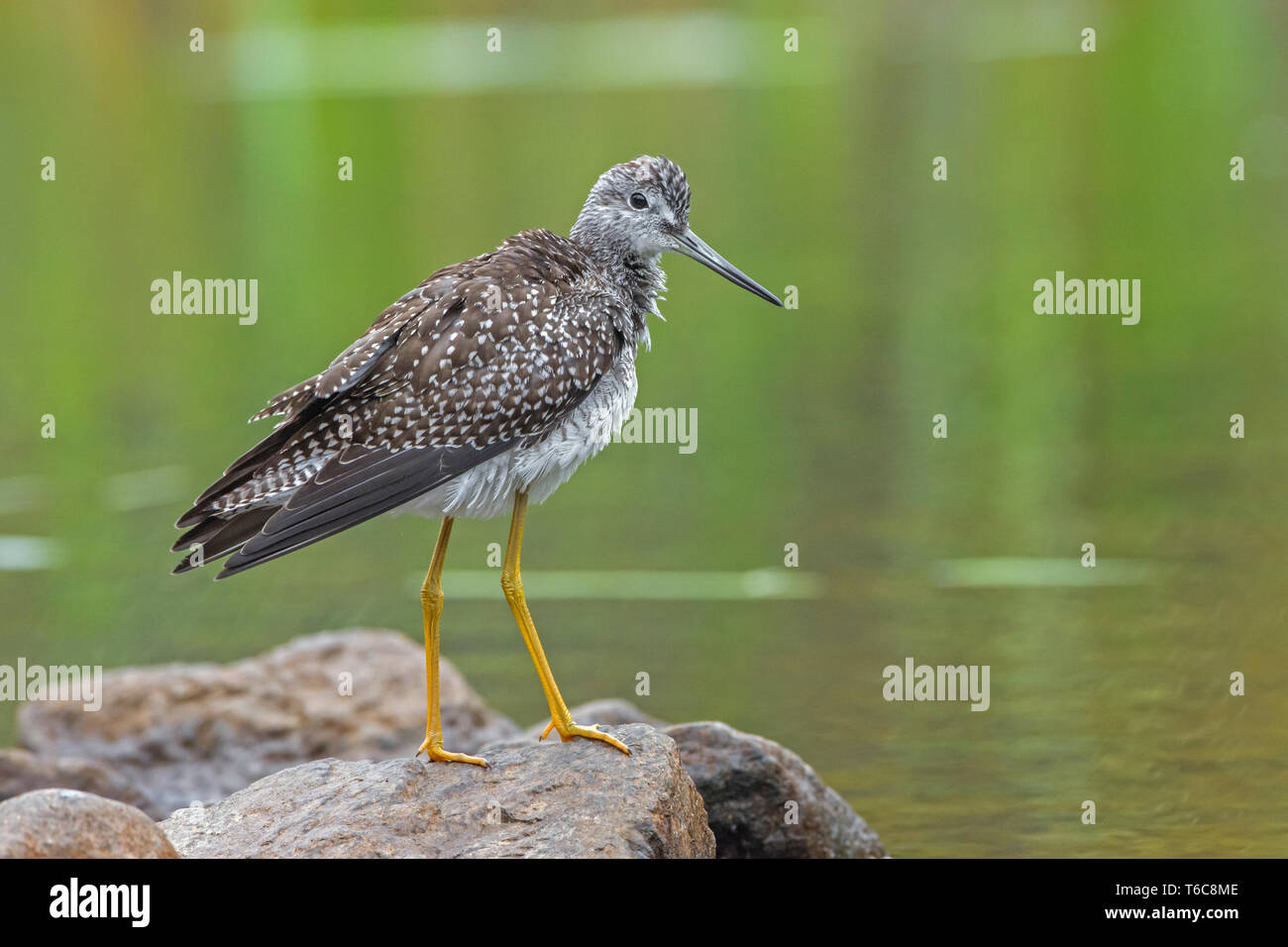 Greater Yellowlegs (Tringa melanoleuca) hunting in beaver pond. Acadia National Park, Maine, USA. Stock Photo