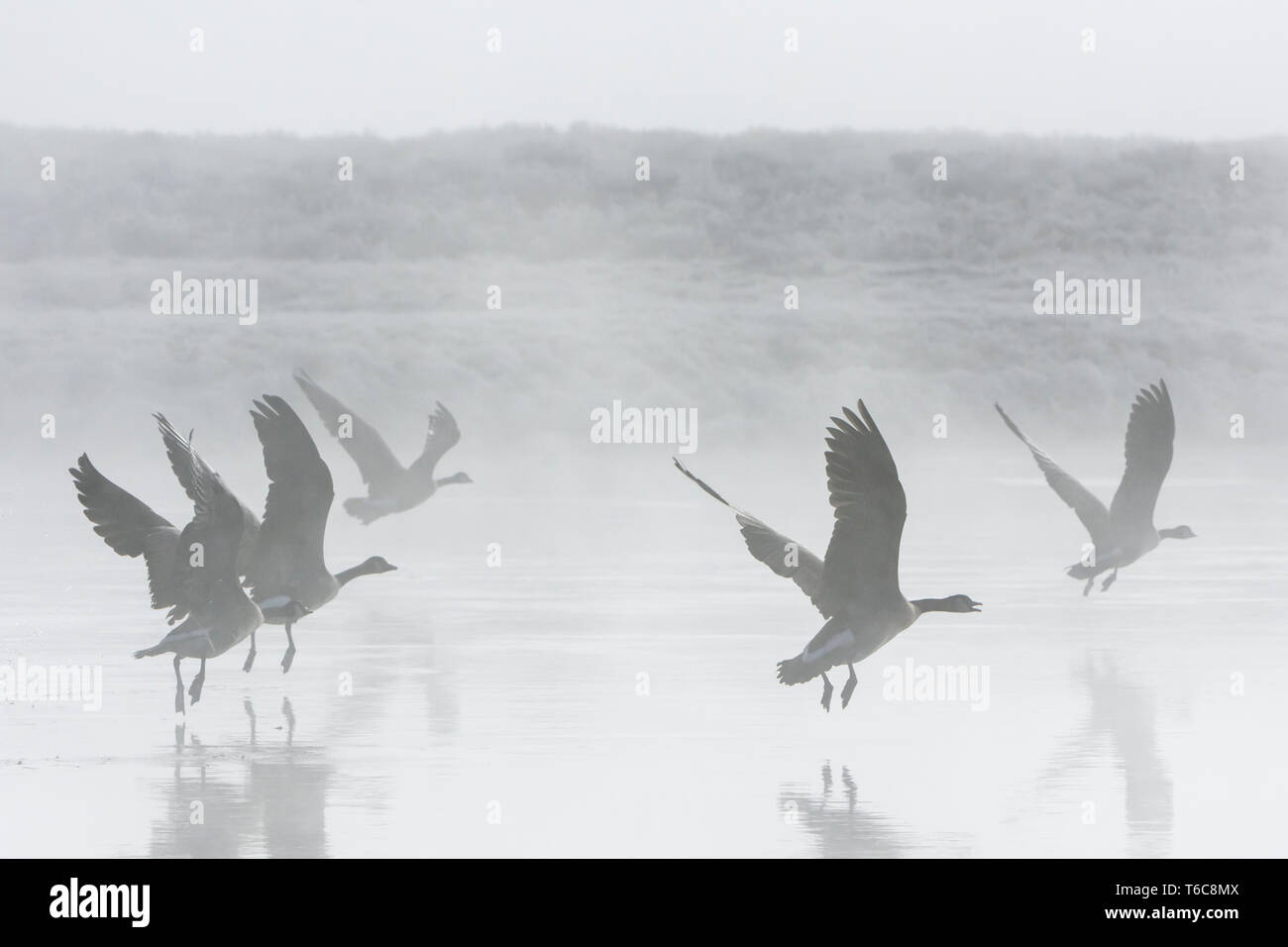 Canada Goose (Branta canadens). Flock of geese taking off in early morning fog on the Yellowstone River. Yellowstone National Park, Wyoming, USA. Stock Photo