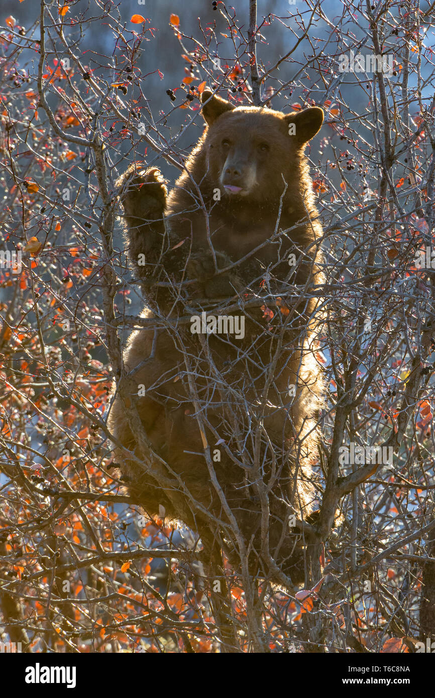 Black Bear (Ursus americanus) feeding on Hawthorn berries at sunrise. Grand Teton National Park, Wyoming, USA. Stock Photo