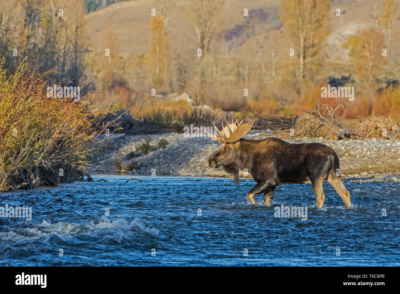 Bull Moose (Alces alces) crossing mountain river at sunset. Grand Teton National Park, Wyoming, USA. Stock Photo