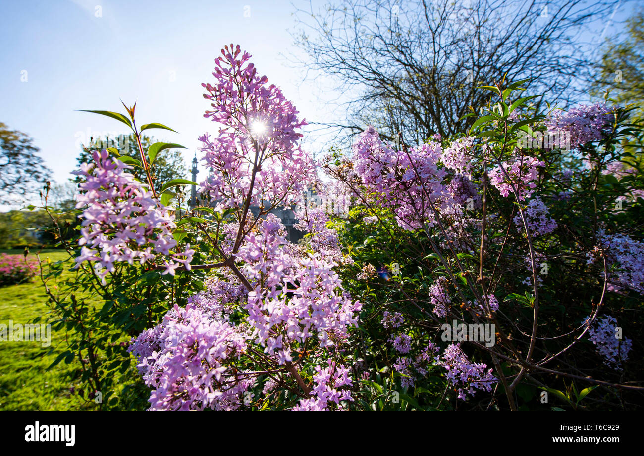 Lilacs in bloom in Pavilion Gardens Brighton UK Stock Photo