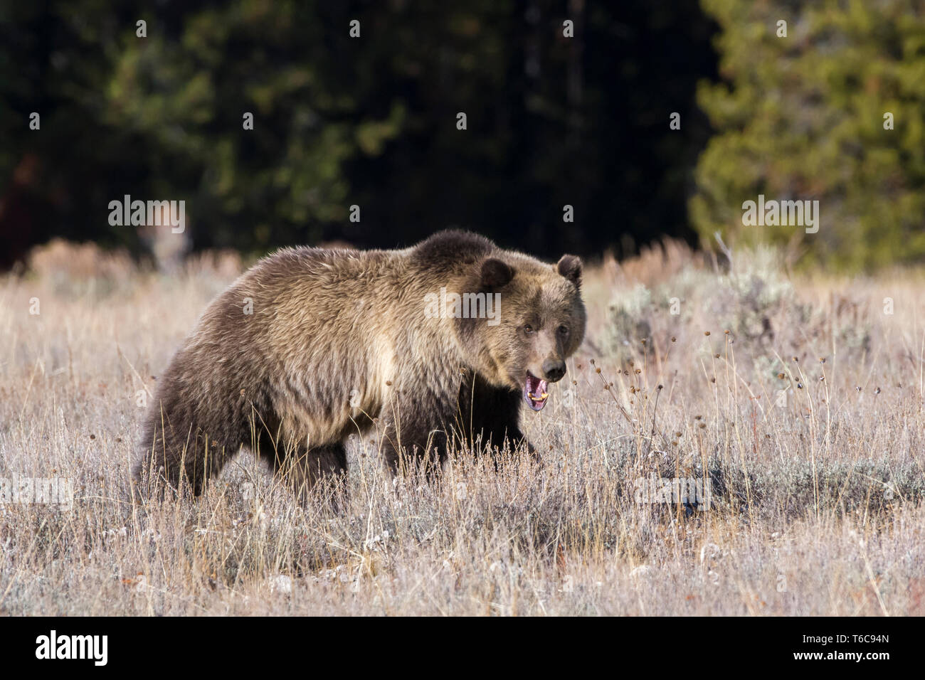 Grizzly Bear (Ursus arctos horribilis).  Grand Teton National Park, Wyoming, USA. Stock Photo