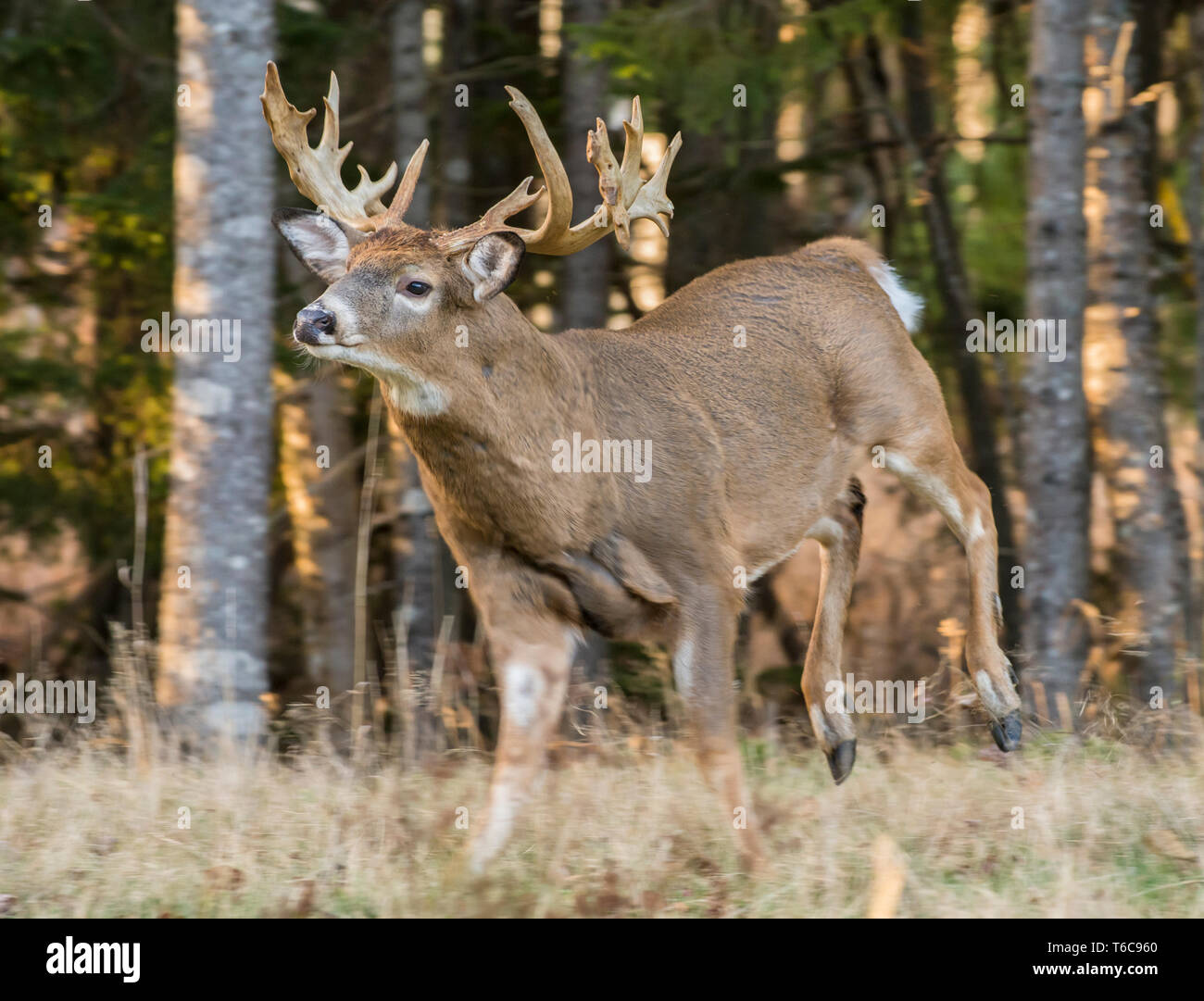 White-tailed Deer (Odocoileus virginianus). Mature buck during the rut. Acadia National Park, Maine, USA. Stock Photo