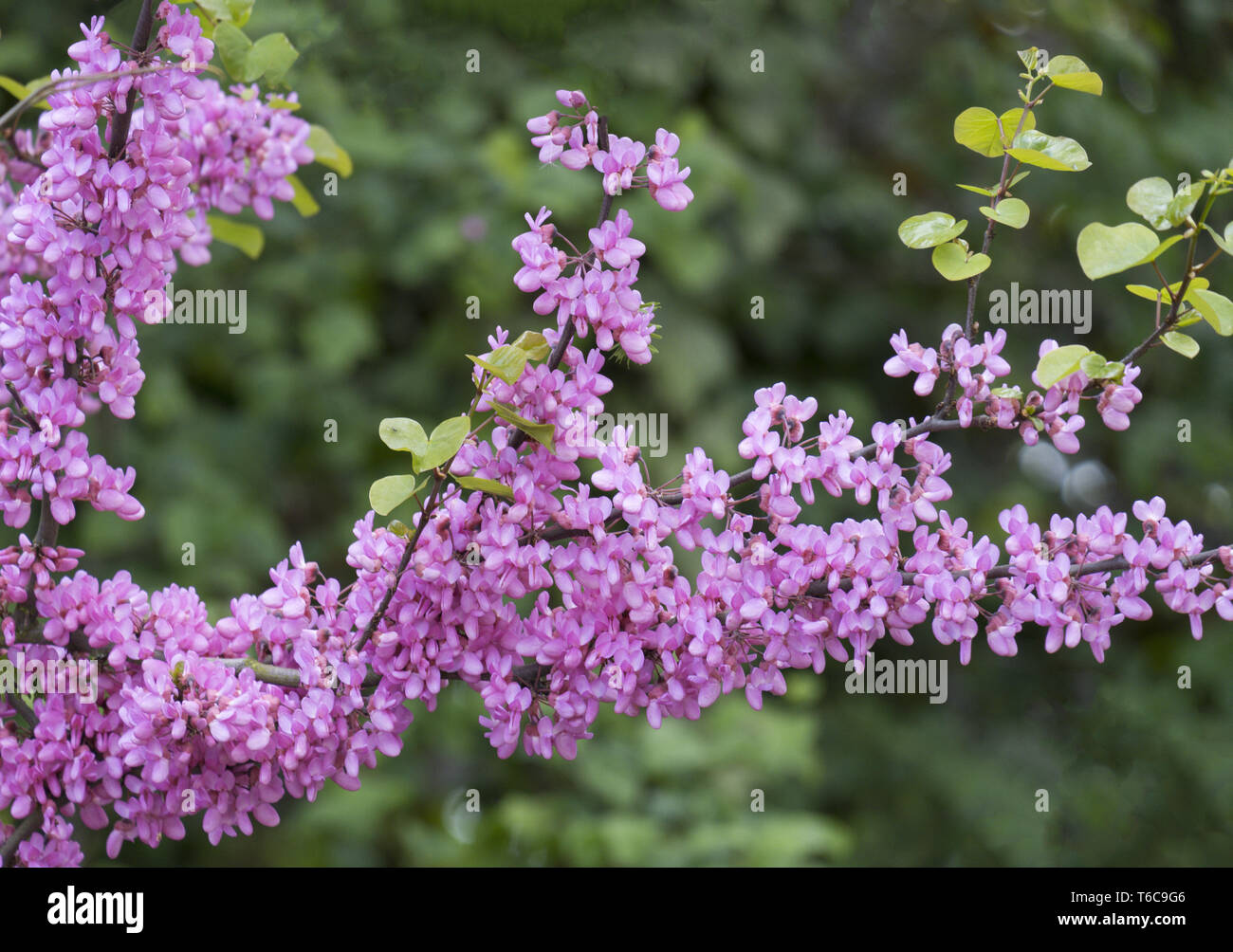 Gewa hnlicher judasbaum hi-res stock photography and images - Alamy
