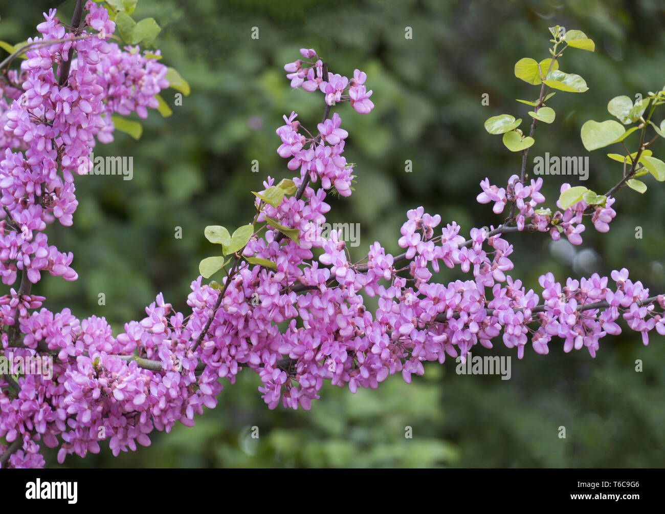 Flowering Common Judas Tree (Cercis siliquastrum) Stock Photo