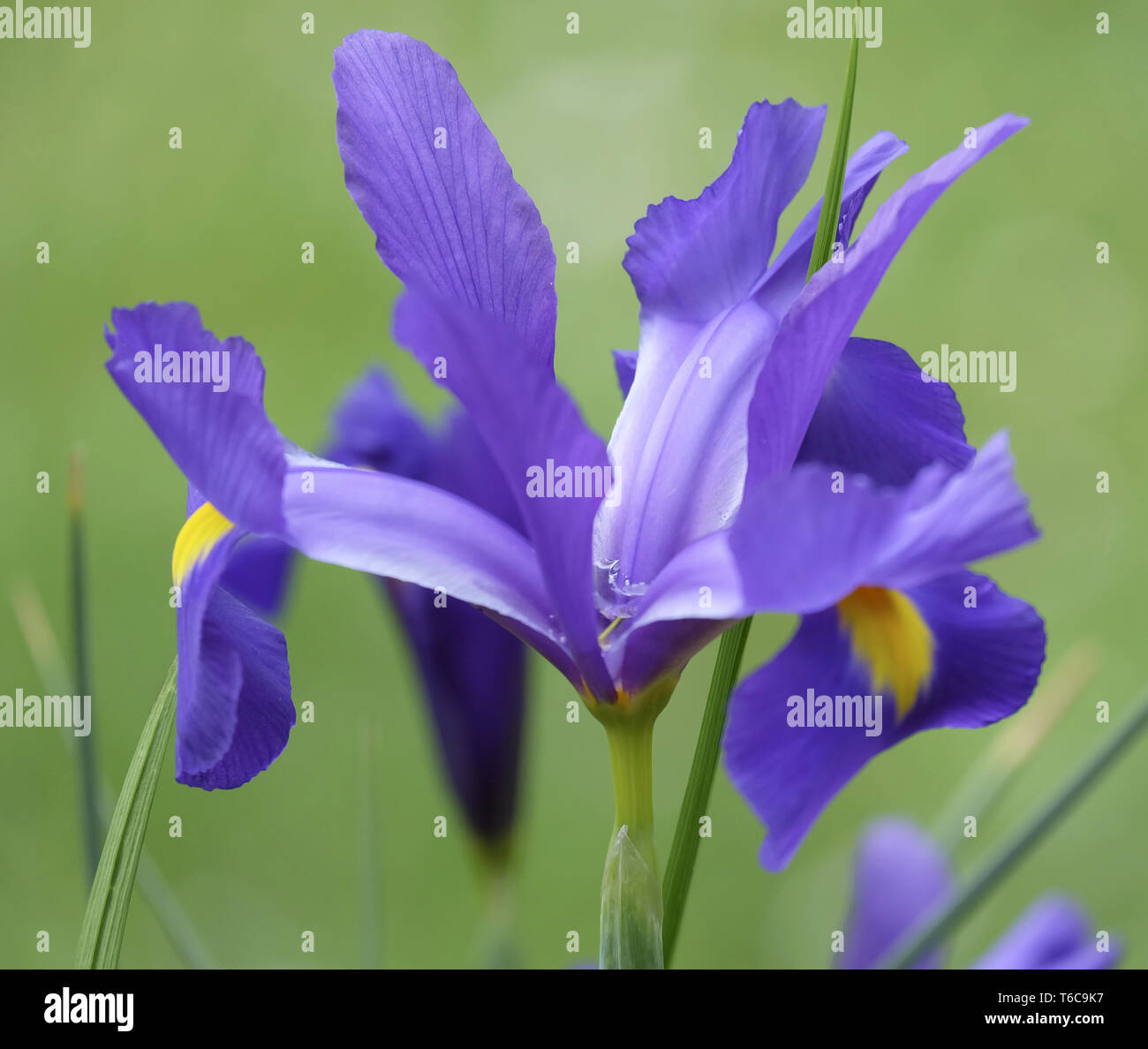 Dwarf iris or Dwarf iris (Iris pumila) Stock Photo