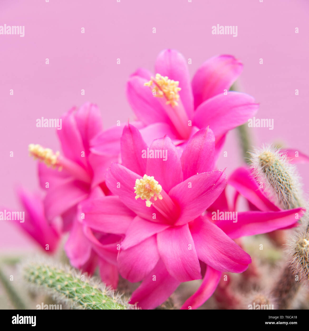 aporocactus flagelliformis with pink flowers Stock Photo