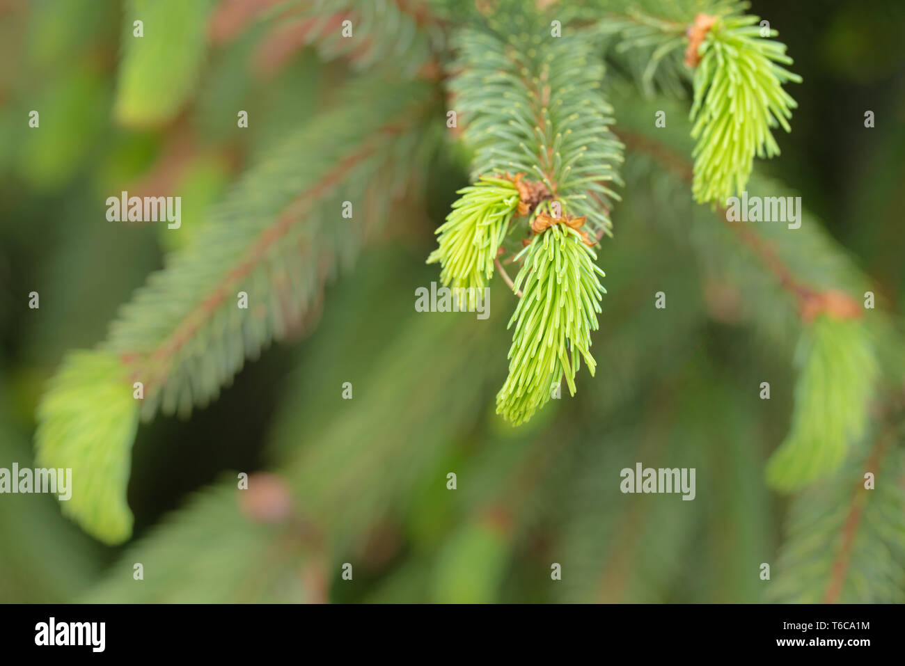 coniferous with light green branches Stock Photo