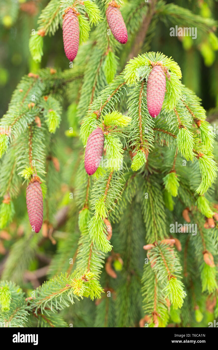 coniferous with light green branches and red cones Stock Photo