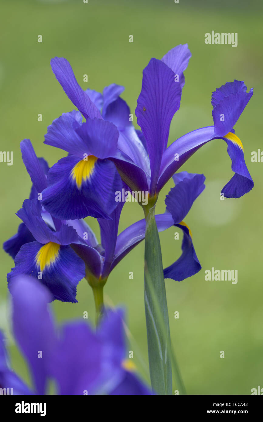 Dwarf Iris or Dwarf Iris (Iris pumila) Stock Photo