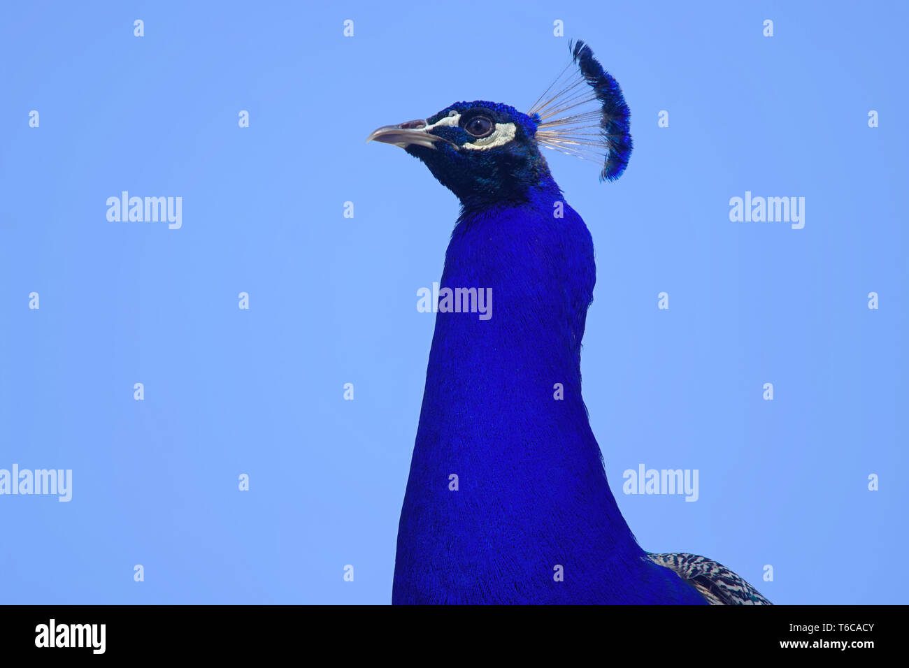 Indian peafowl Stock Photo