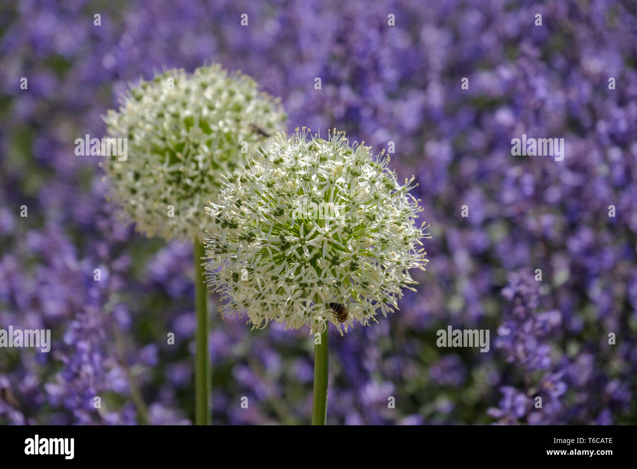 Allium Flower Stock Photo