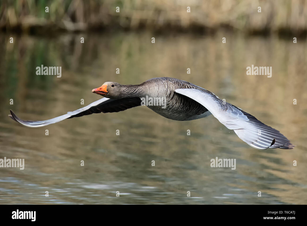 grey goose flying Stock Photo