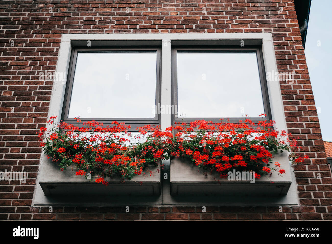 Beautiful red flowers in flower pots on the facade of the building next