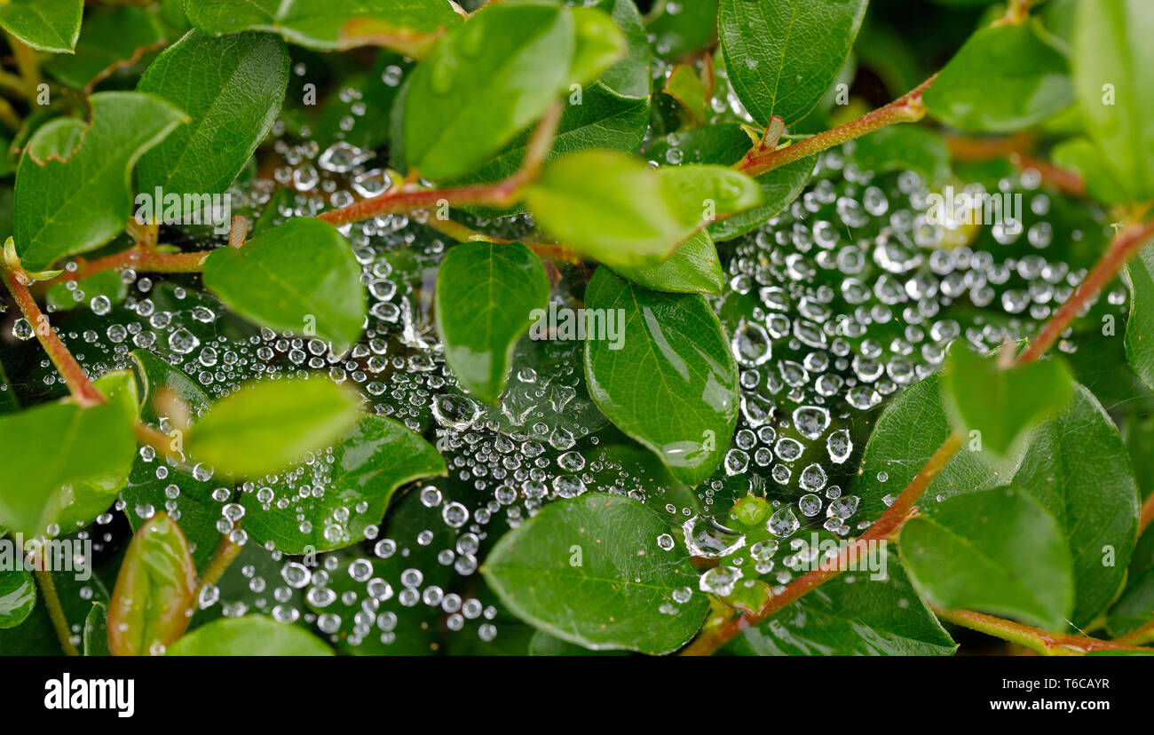 water drops on spider web Stock Photo