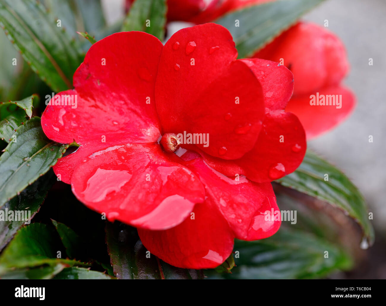 Red New Guinea impatiens flowers in pots Stock Photo Alamy