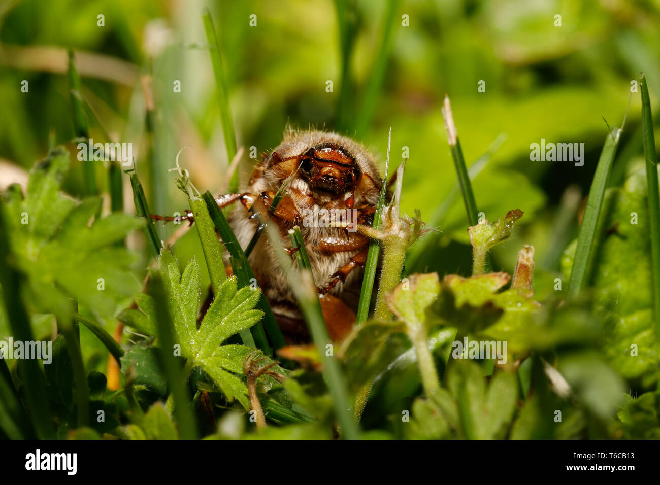 Doodlebug hi-res stock photography and images - Alamy