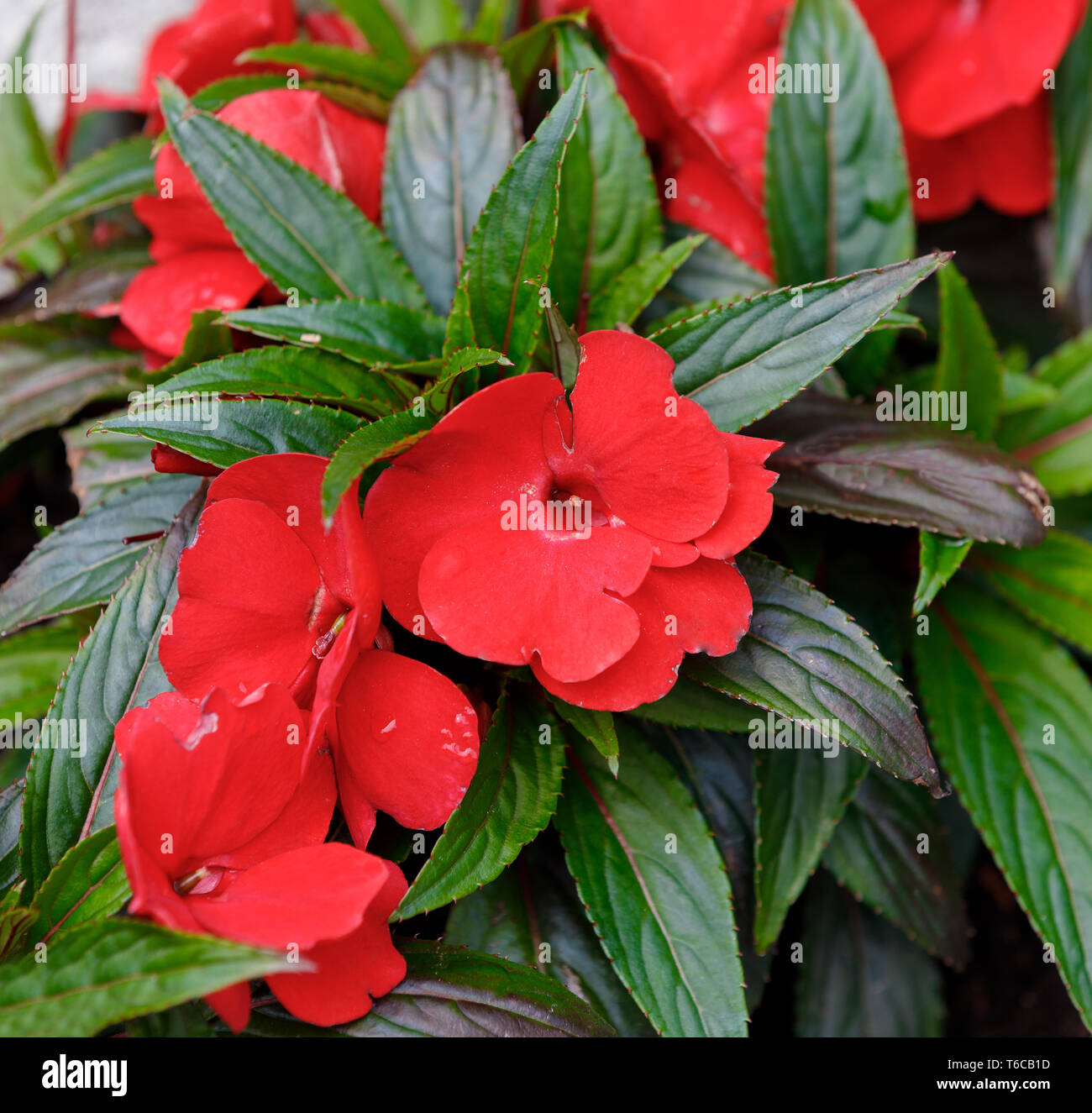 Red New Guinea impatiens flowers in pots Stock Photo Alamy