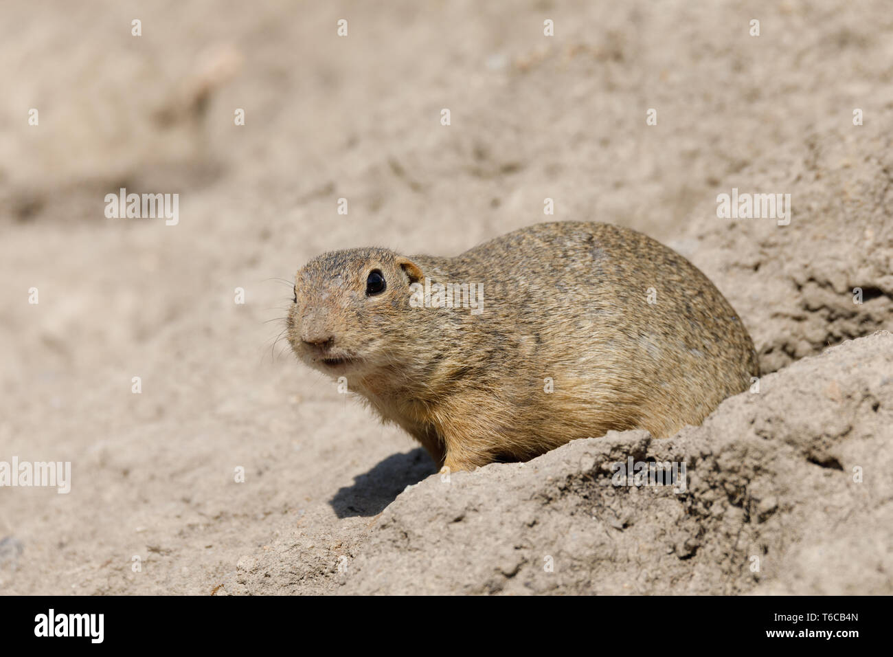 European ground squirrel (Spermophilus citellus) Stock Photo
