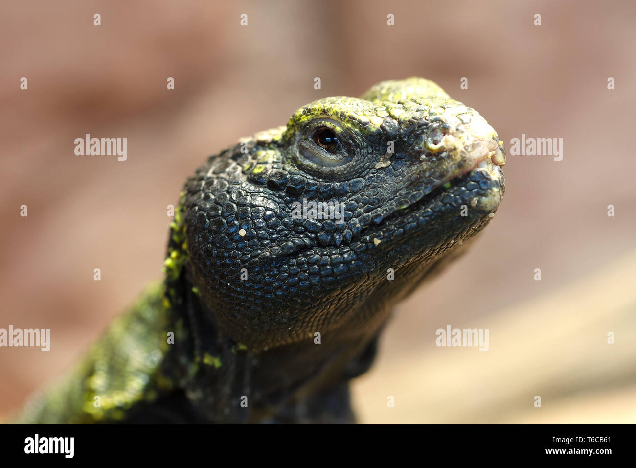 Uromastyx is a genus of African and Asian agamid lizards Stock Photo