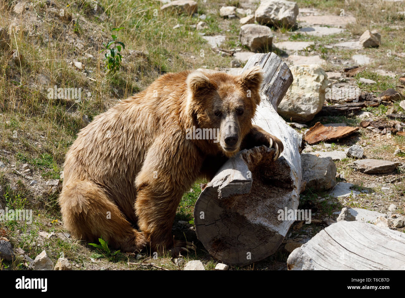 Himalayan brown bear (Ursus arctos isabellinus Stock Photo - Alamy