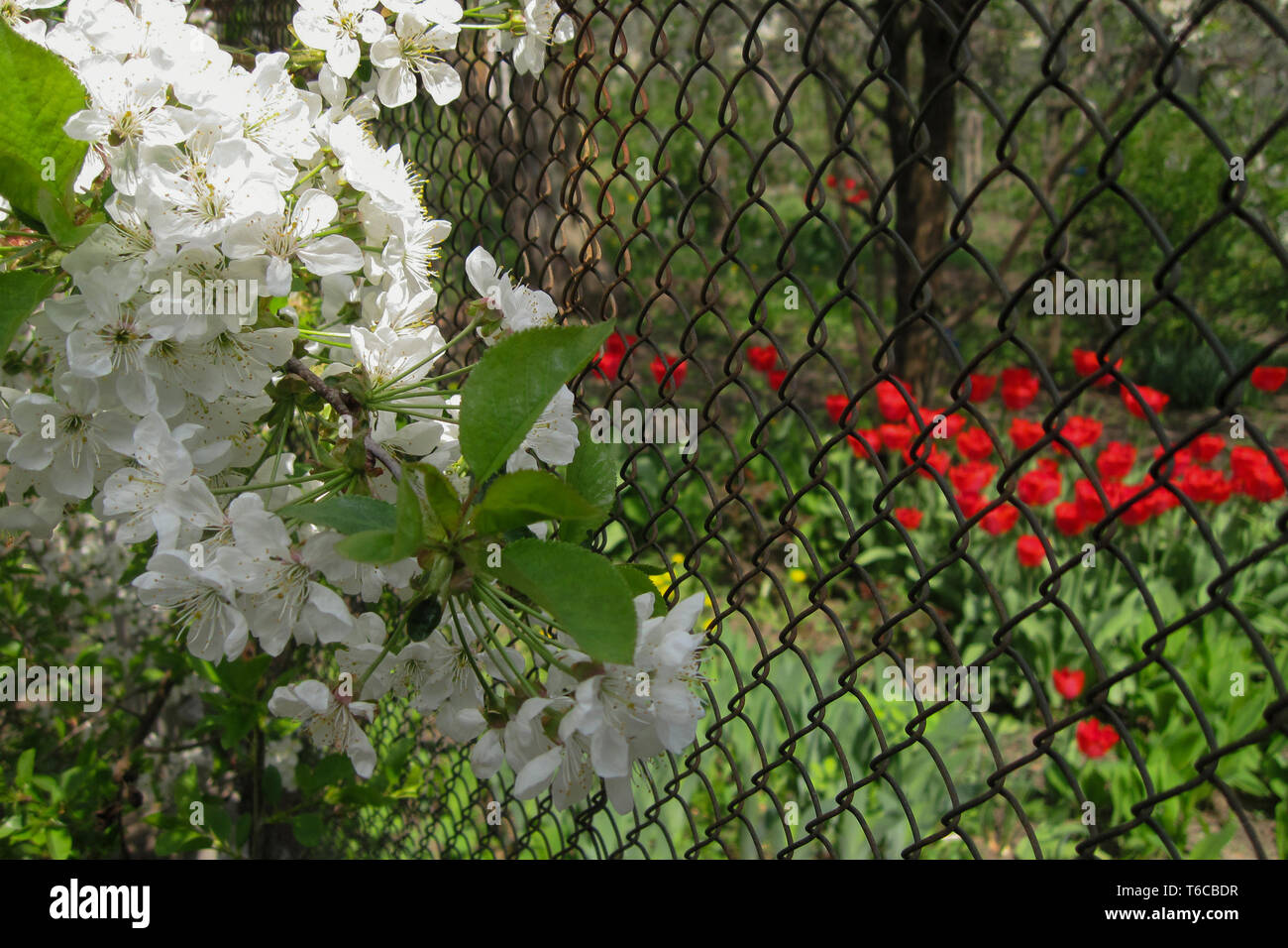 Cherry flowers on branch near diamond mesh fence of garden. Tulips with selective focus on blurred background Stock Photo