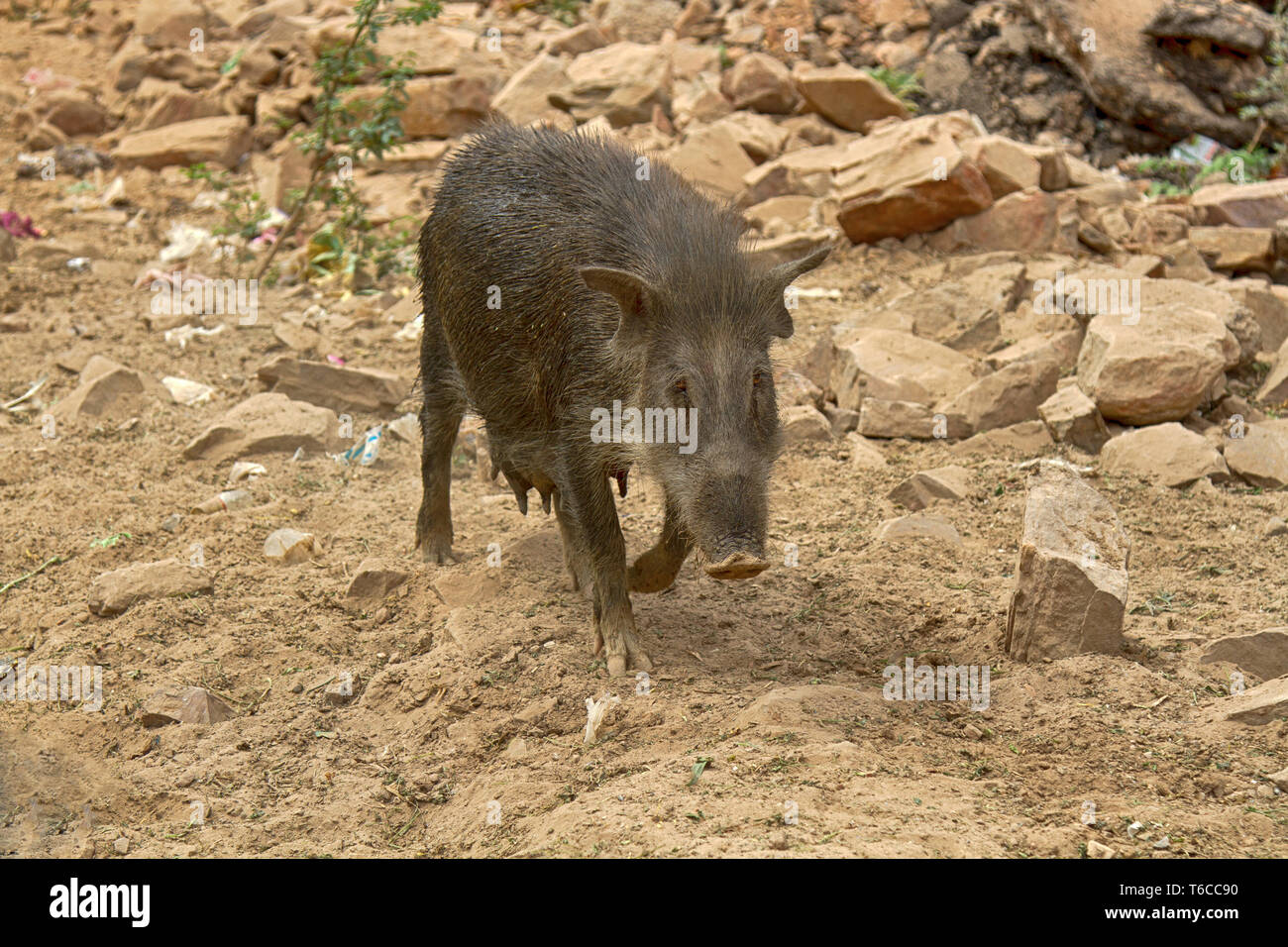 Woolly long-tailed pig on the street of the village-the proximity to the wild ancestor. India Stock Photo