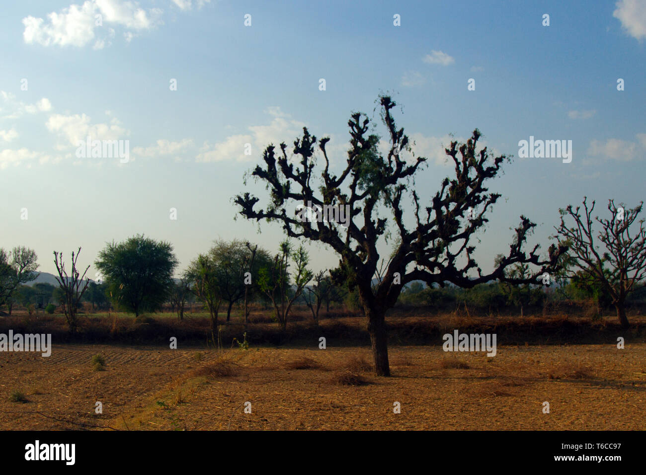 Indian cattle breeding, trees trimming. Trees have an unusual clumsy