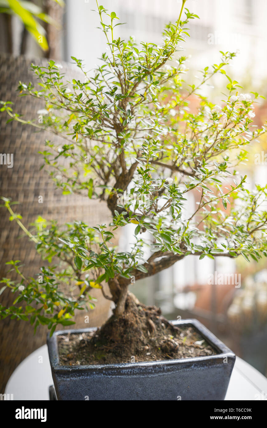 Bonsai in nature hires stock photography and images Alamy