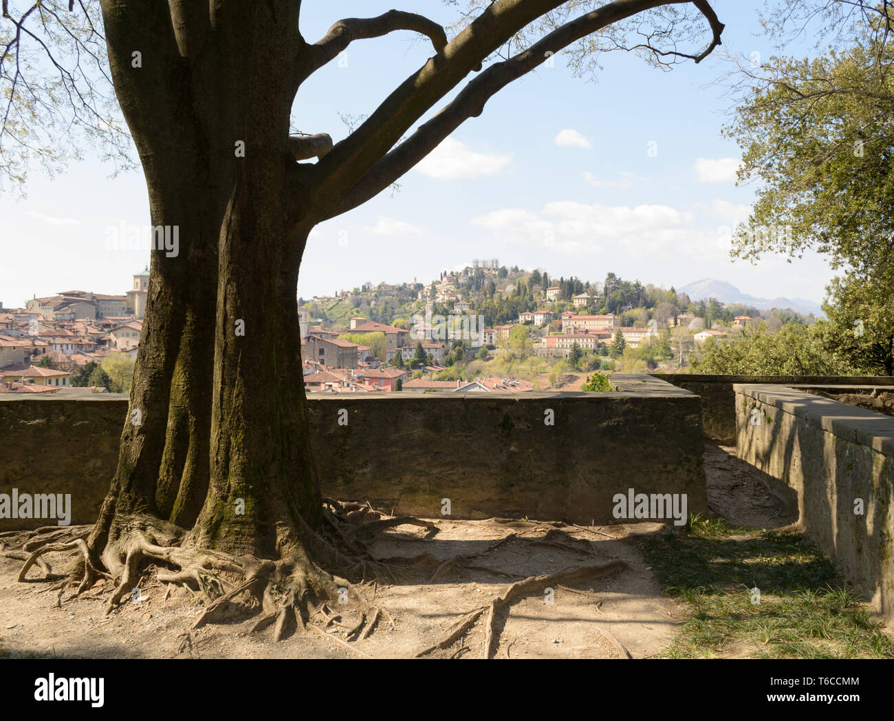 Tree Begrao Landscape view of Bergamo Alta seen from under a beautiful tree in the ...