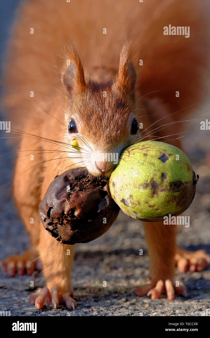 Red Squirrel with walnuts Stock Photo