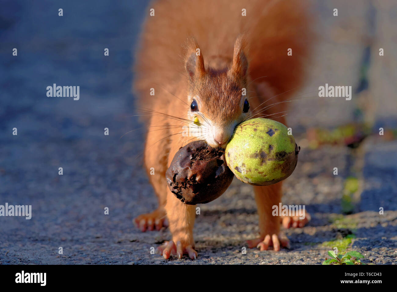 Red Squirrel with walnuts Stock Photo