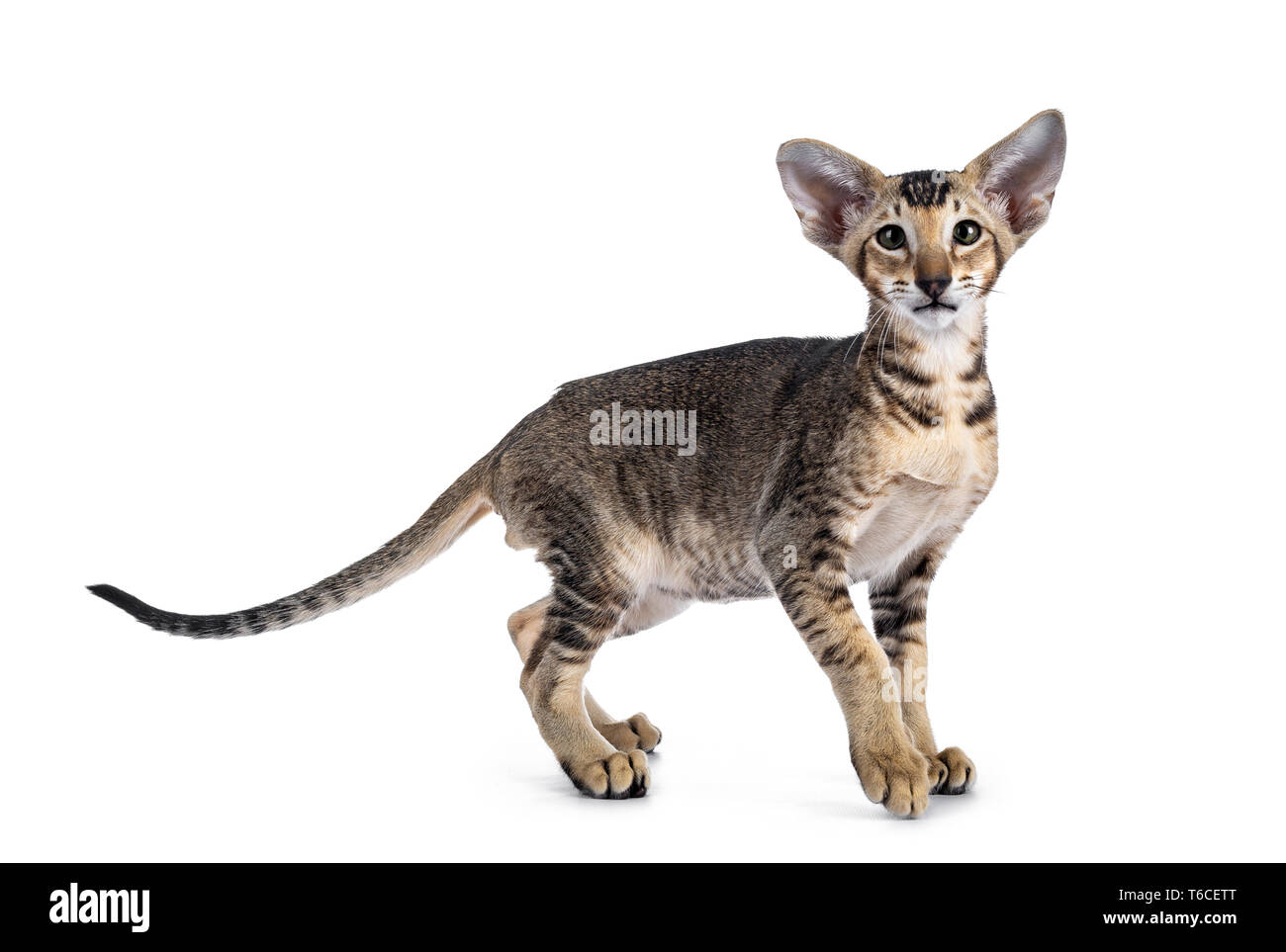 A pedigree Oriental Shorthair cat with chocolate silver shaded coat pattern  Stock Photo - Alamy