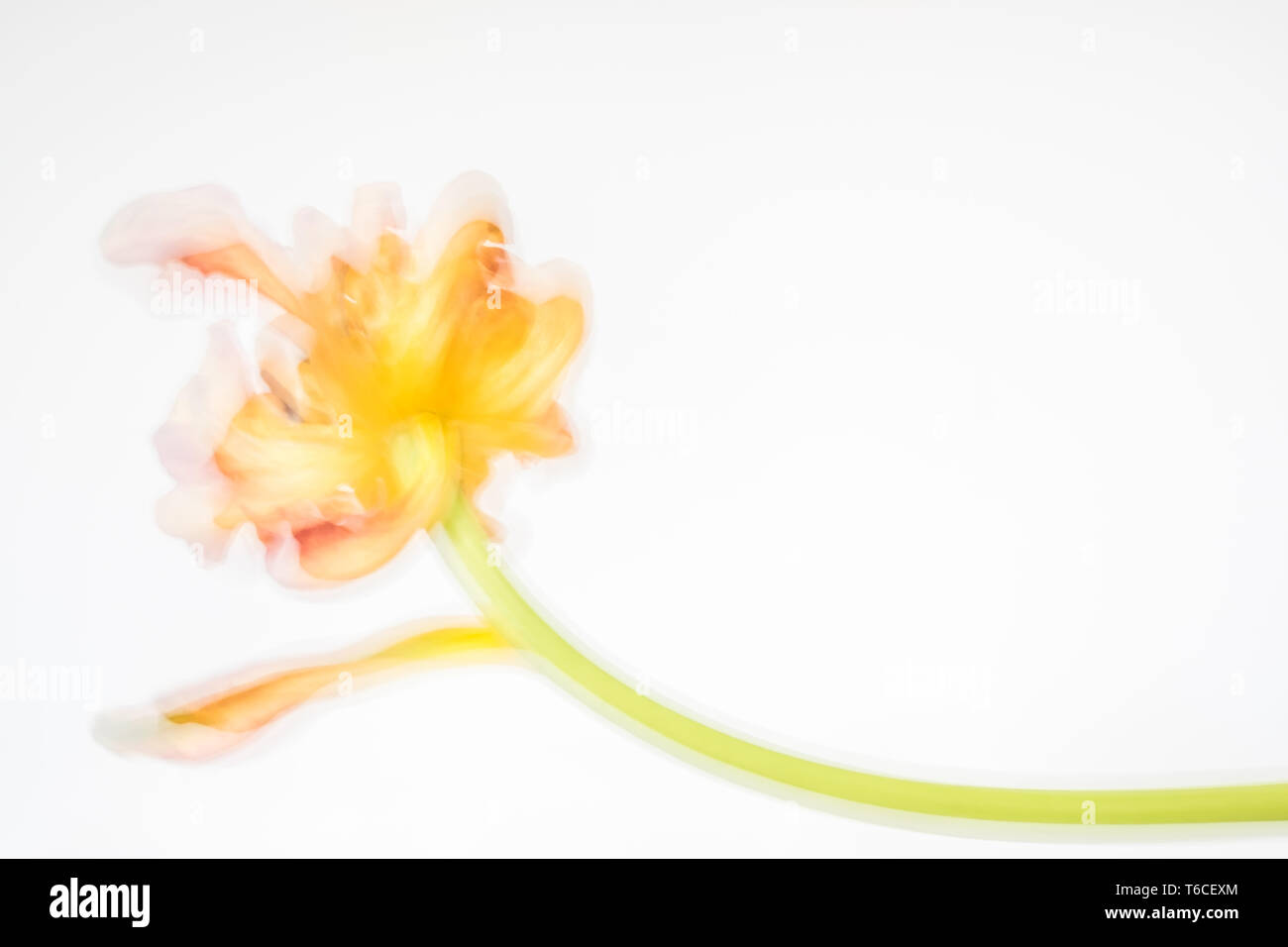Abstract, colorful tulip moved away from camera while stem held steady, creates fun background image Stock Photo