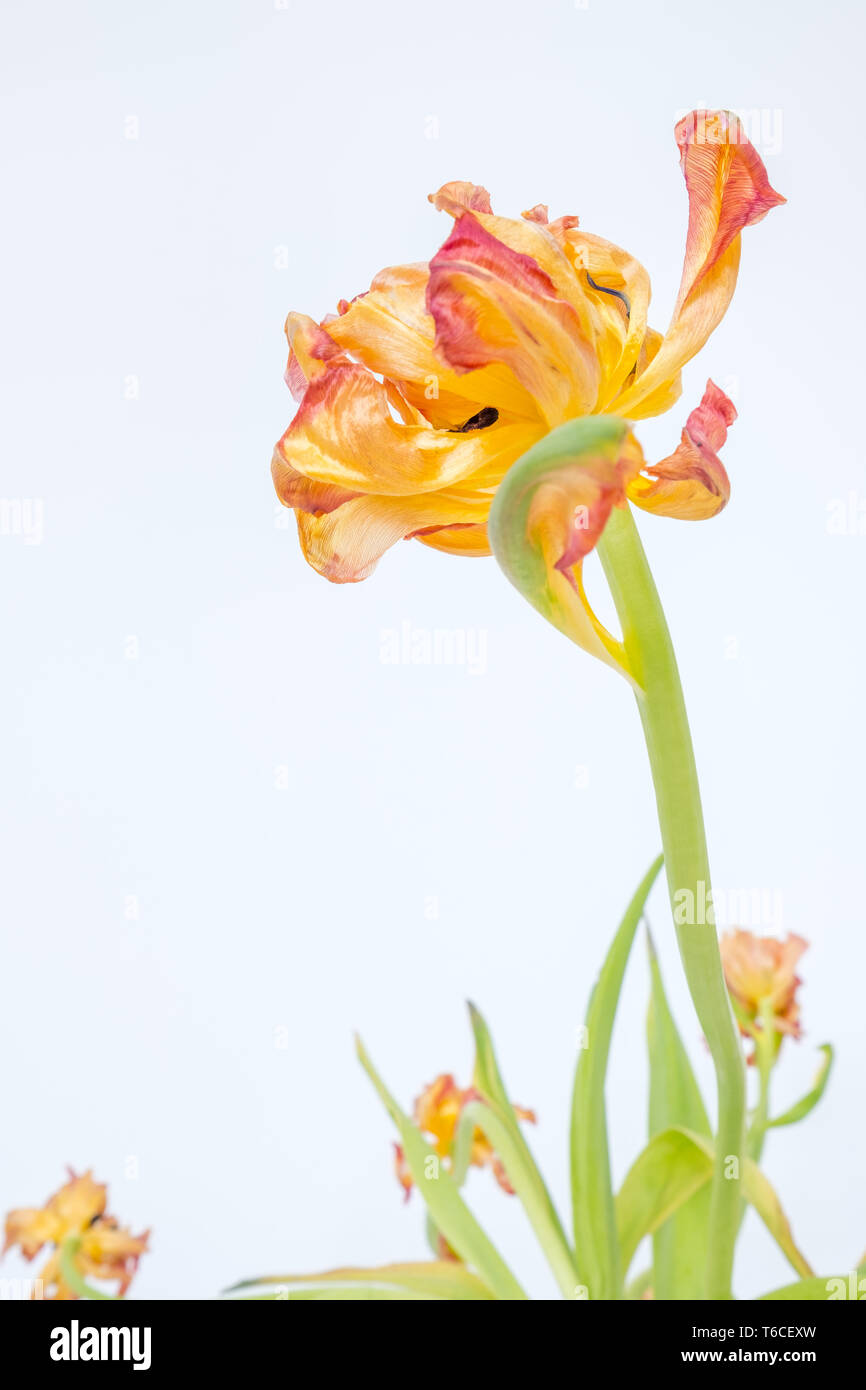 A withered tulip stands tall against a white background showing it is still a beautiful flower regardless of its age and outward appearance Stock Photo