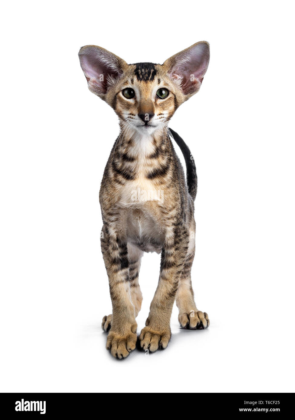 Oriental Kitten Stock Photos Oriental Kitten Stock Images Alamy