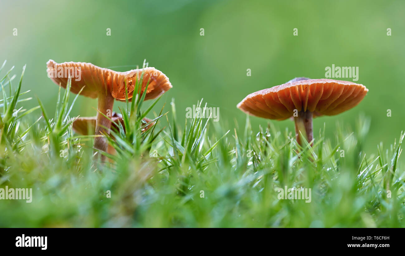 Laccaria laccata in a forest from the worm's-eye view Stock Photo