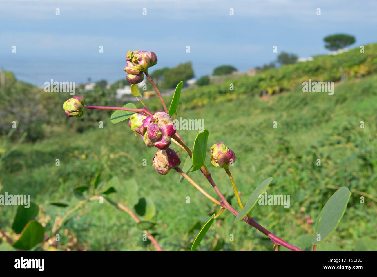 All images  Caper's flowers, Capparis spinosa, Salina Island, Aeolian Islands, Sicily, Italy                                Caper's flowers, Ca Stock Photo