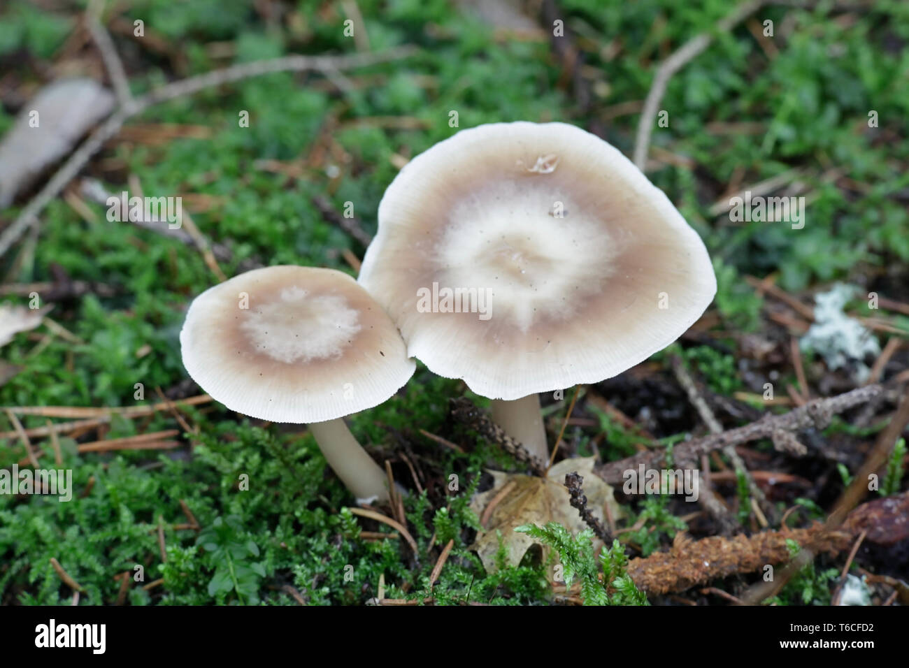 Buttery collybia hi-res stock photography and images - Alamy