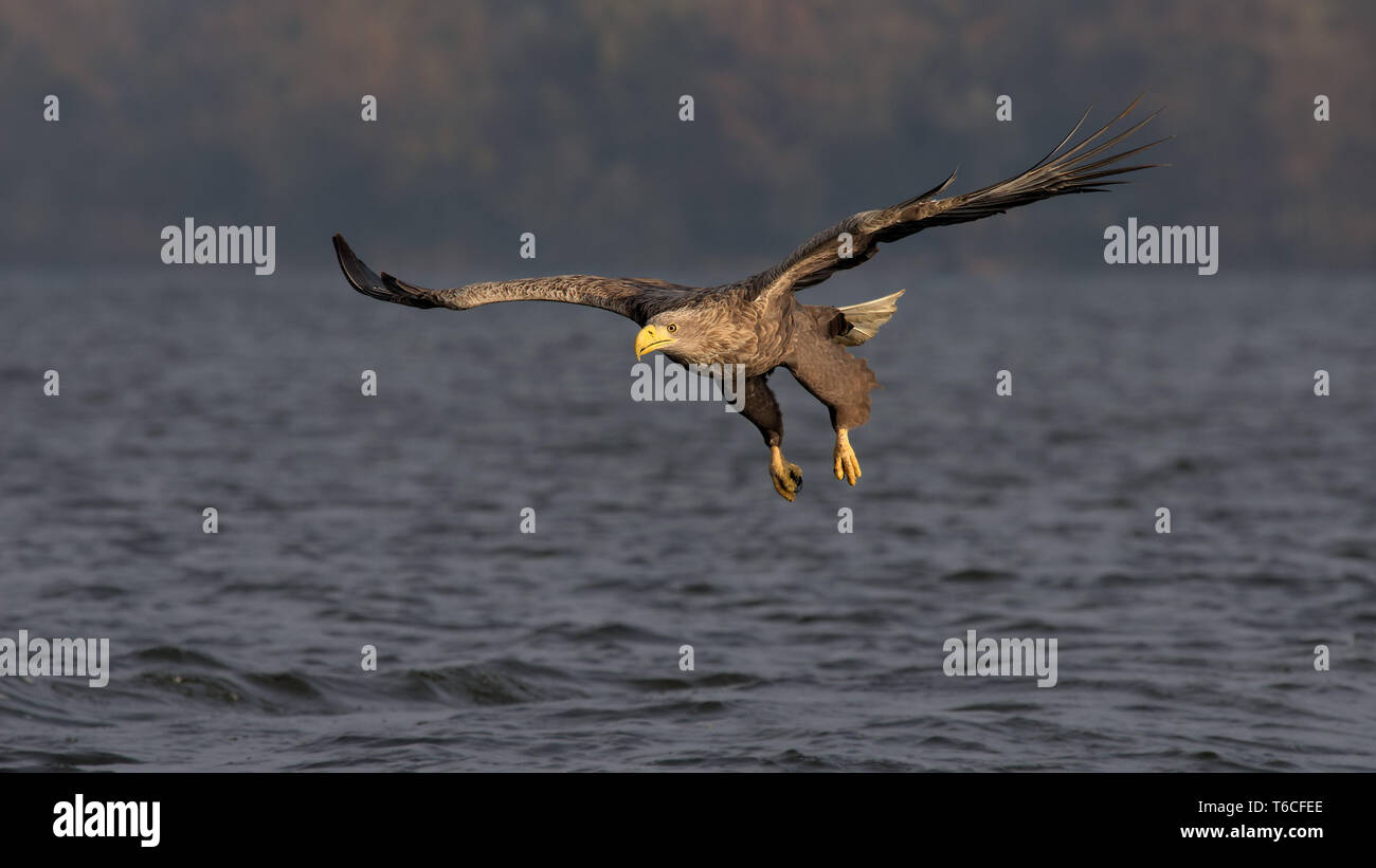 White tailed eagle flies hi-res stock photography and images - Alamy