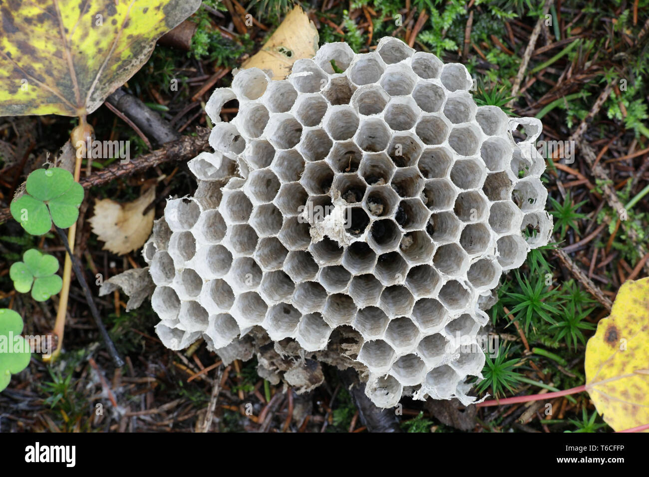 Hexagonal structure of wasp nest Stock Photo - Alamy