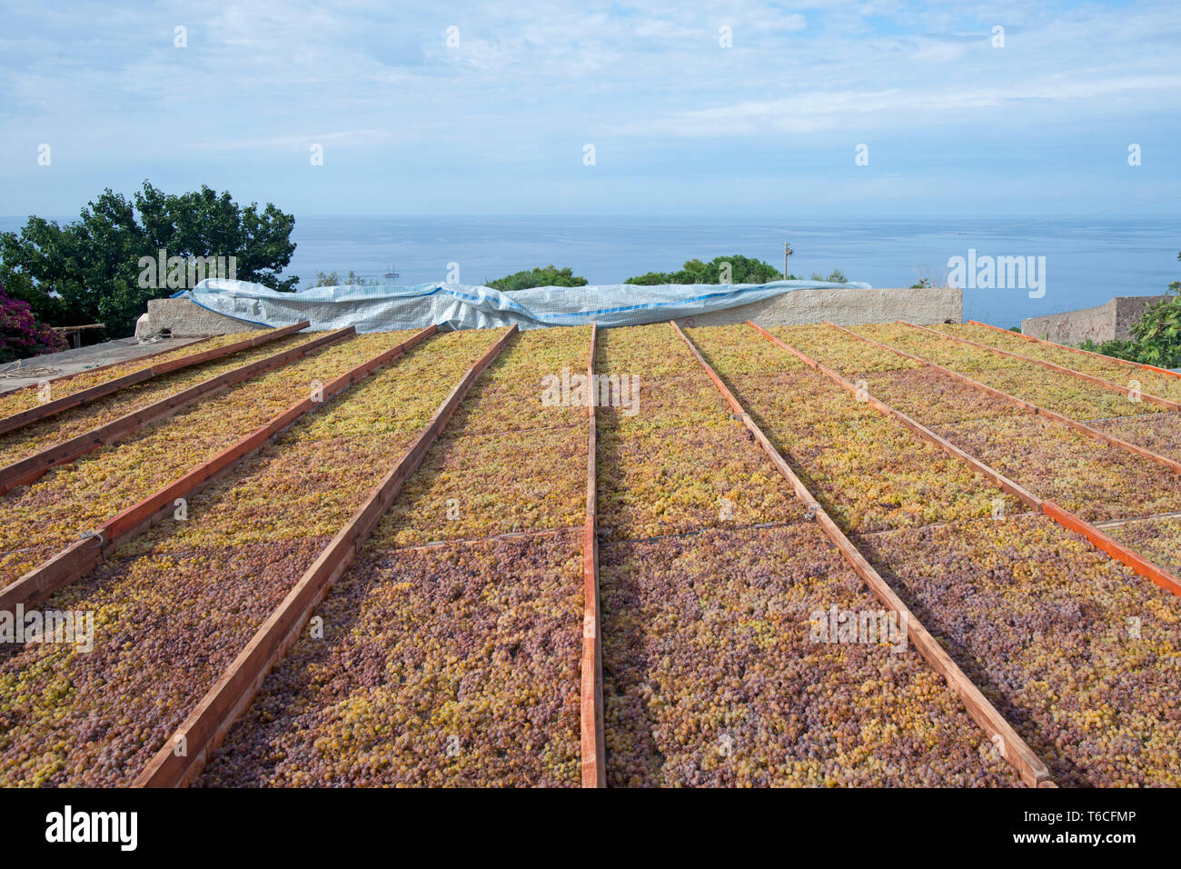 Italy, Sicily, Aeolian Islands, Salina, drying of the Malvasia grapes to do the Malvasia wine Stock Photo