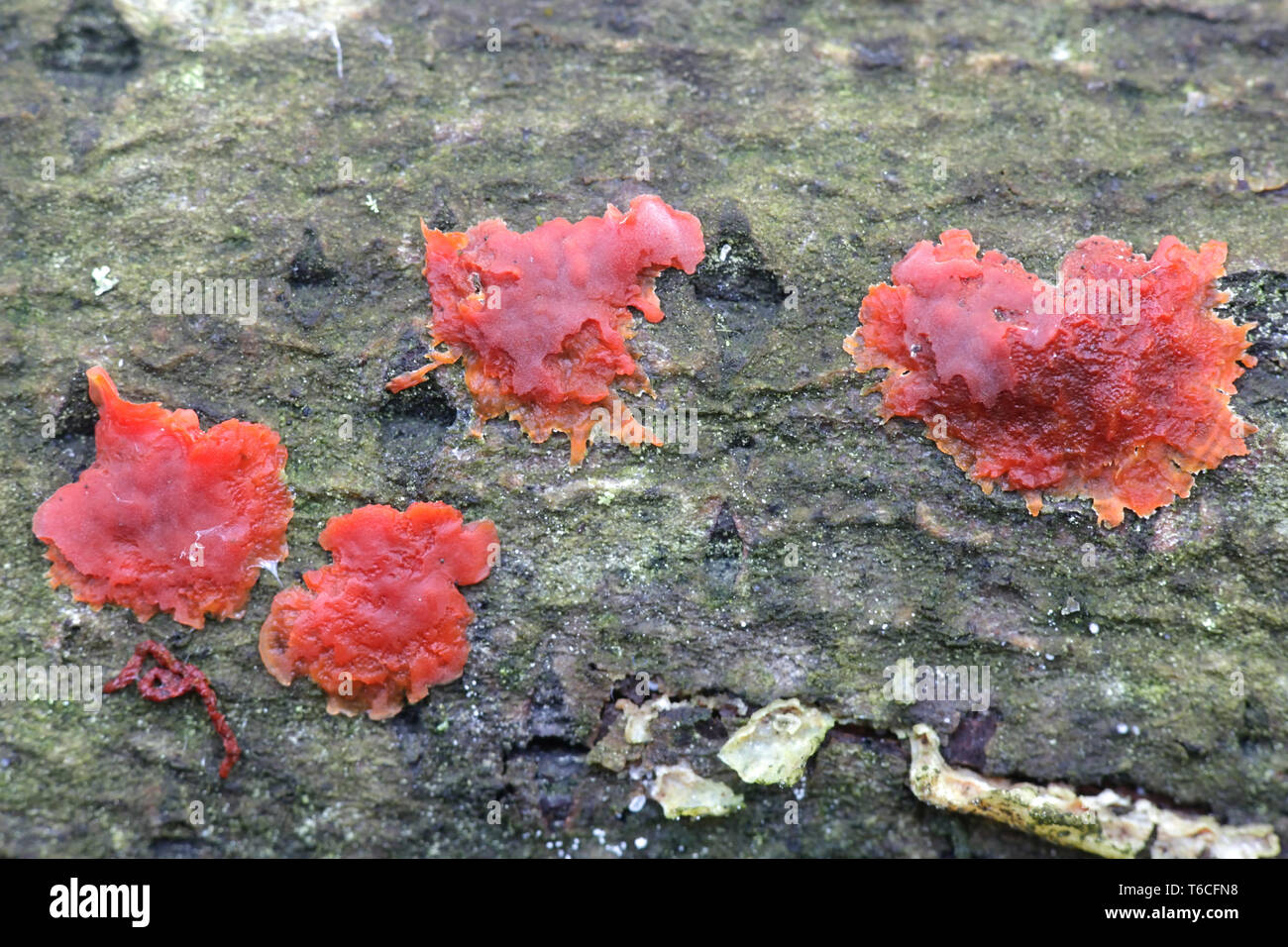 Cytidia salicina commonly known as Scarlet Splash Stock Photo