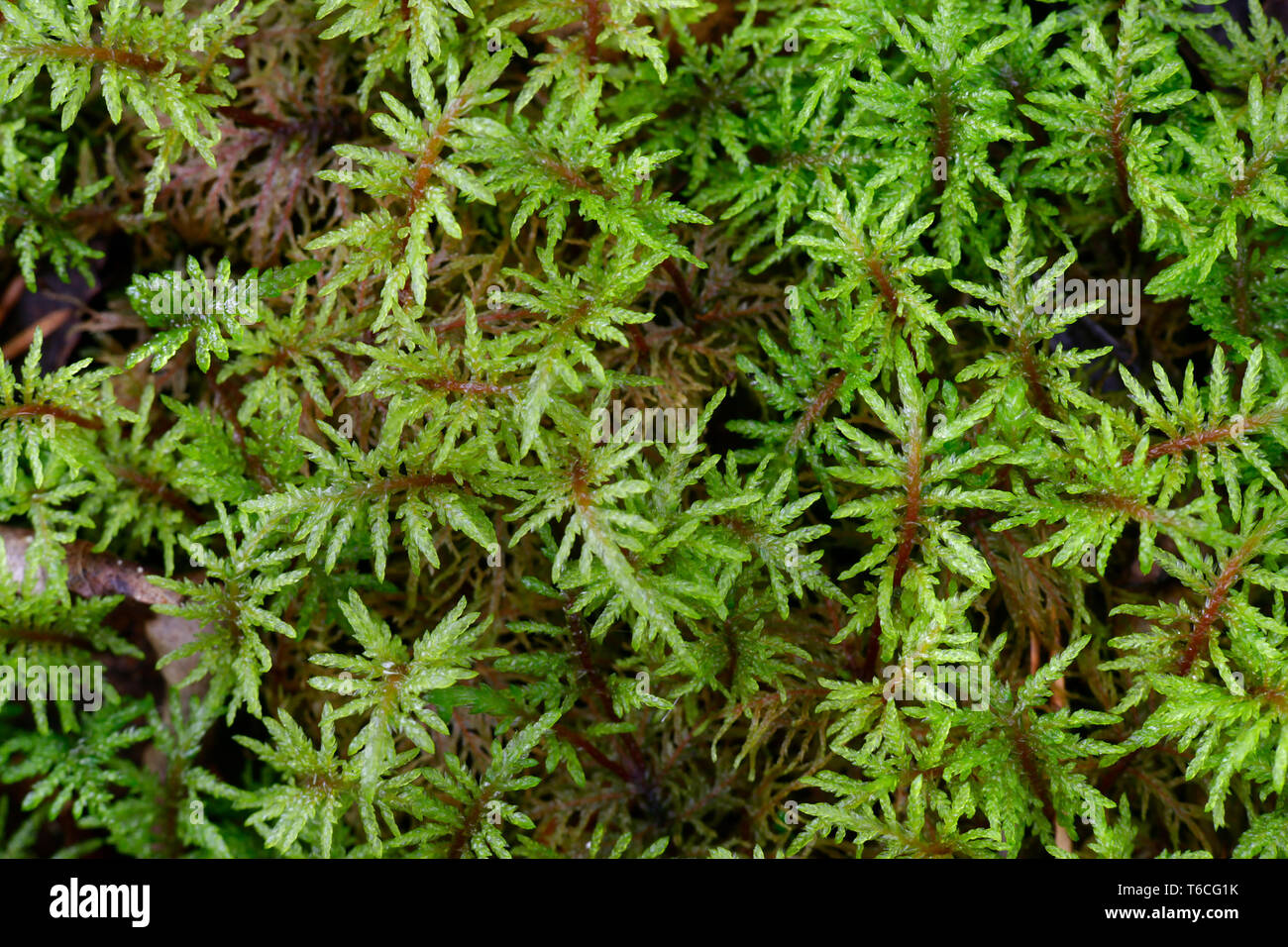 Pleurozium schreberi, the red-stemmed feathermoss or Schreber's big red stem moss Stock Photo