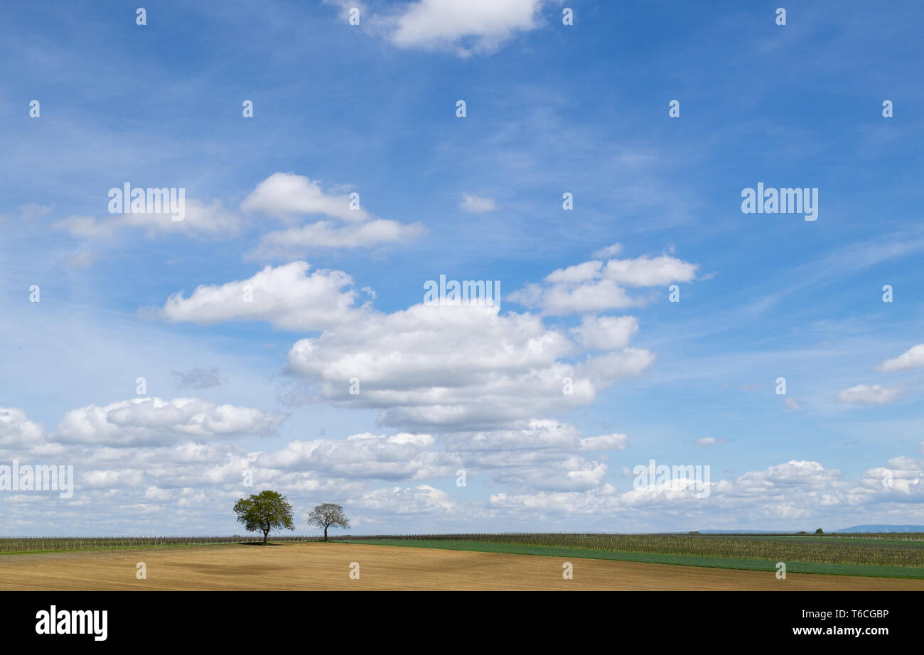 Walnut trees (Juglans regia) and cloud sky Stock Photo