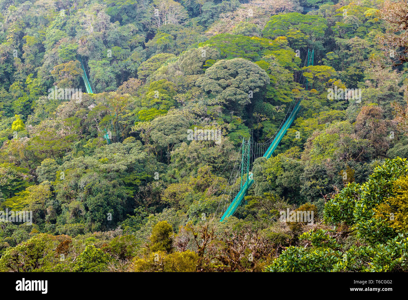 suspension bridges in the jungle aerial view Stock Photo
