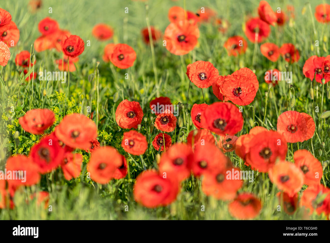 Red poppies black field hi-res stock photography and images - Alamy